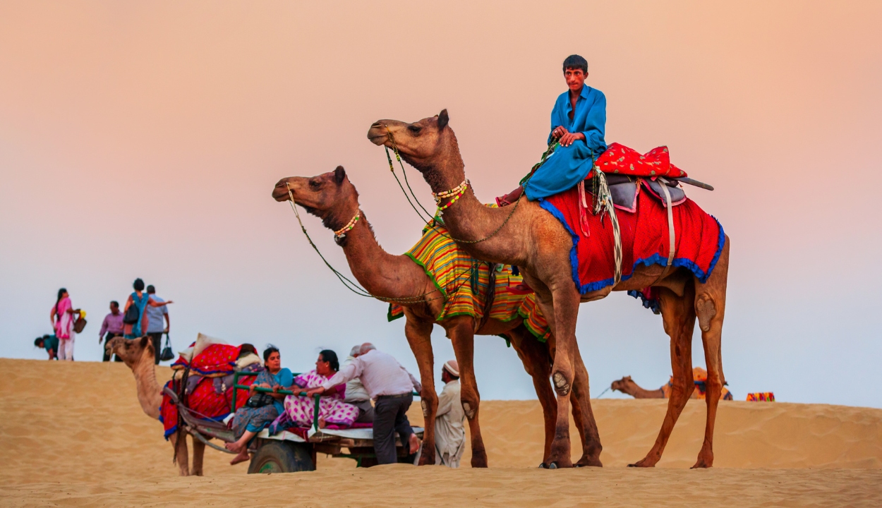 Camel Safari